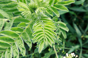 Astragalus close-up. Also called milk vetch, goat's-thorn or vine-like. Spring green background. Wild plant. Botany