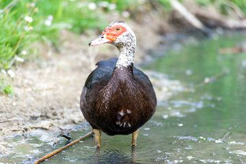 Greylag goose eating in a field on the edge of a lake, with very colorful faces in the foreground looking towards the camera
