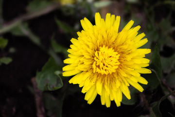 Yellow dandelion close-up in the grass.