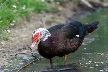 Greylag goose eating in a field on the edge of a lake, with very colorful faces in the foreground looking towards the camera