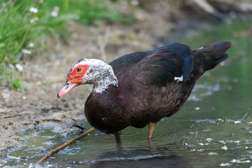 Greylag goose eating in a field on the edge of a lake, with very colorful faces in the foreground looking towards the camera
