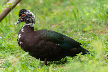 Greylag goose eating in a field on the edge of a lake, with very colorful faces in the foreground looking towards the camera