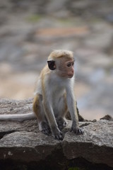 Little Monkey On Rock