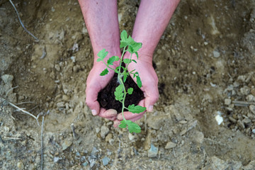Young man planting seedlings in the field