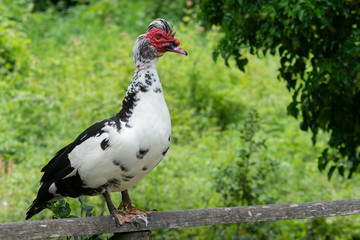 Greylag goose eating in a field on the edge of a lake, with very colorful faces in the foreground looking towards the camera