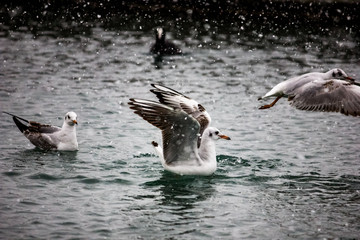 Seagulls at sea in winter. Flight of seabirds over the sea in the snow.
