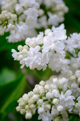 Close-up of a beautiful blooming white lilac.