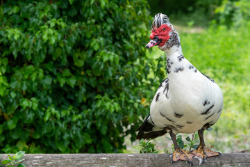 Greylag goose eating in a field on the edge of a lake, with very colorful faces in the foreground looking towards the camera
