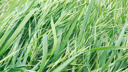 Lush green grass. Spring background. Drops of dew on the leaves. Copy space. Fresh bright texture.