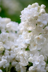 Close-up of a beautiful blooming white lilac.
