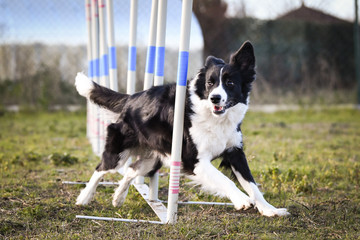 black and white border collie in agility slalom on privat training. Amazing day with czech agility...