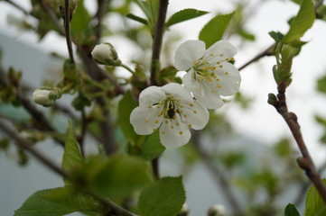 spring, cherry, flowers