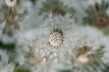 close up of dandelion, light background