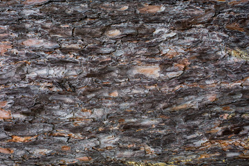 tree bar texture