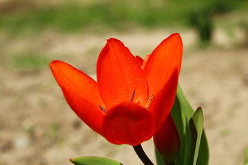 Тюльпан