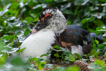 Greylag goose eating in a field on the edge of a lake, with very colorful faces in the foreground looking towards the camera