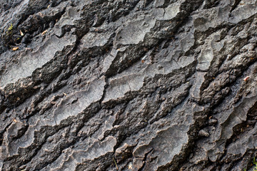 tree bar texture