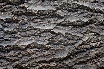 tree bar texture