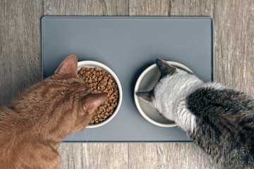  Looking down at two cats eating from a bowl
