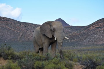 Fototapeta na wymiar Adult elephant in safari bush