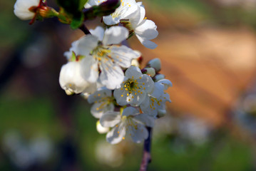 Fototapeta na wymiar blooming cherry treeblooming cherry tree