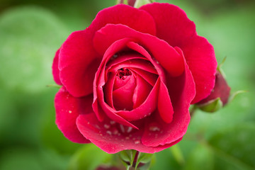 rosa rossa
