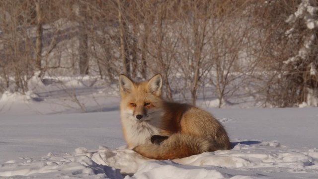 Alert red fox lying on snow against plants during sunny day, wild animal relaxing in sunlight during winter - Jackson, Wyoming