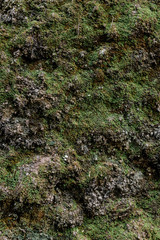 Old dirty wall uneven, moss effect texture. Vintage or grungy white background of natural cement & stone texture as retro pattern wall. It is a concept design. Metaphor banner, rust or construction.