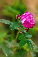 Rosa damascena, known as the Damask rose - pink, oil-bearing, flowering, deciduous shrub plant. Balley of Roses. Close up view. Back light. Selective focus. space for text