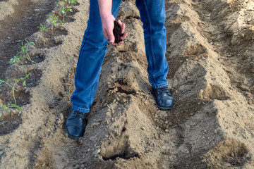 Young man planting seeds, organic farming