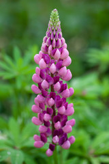 Fiore Bocca di Leone fucsia