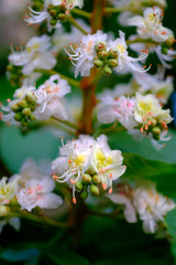 Beautiful white blossoms of a chestnut tree close-up.