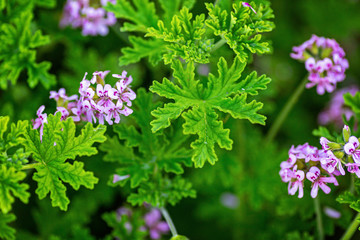 Light Pink Rose geranium or Sweet scented geranium (Pelargonium graveolens) in the garden. Citrosa...