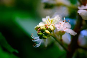 Beautiful white blossoms of a chestnut tree close-up.