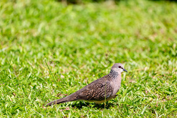 Schoene Taube im Gras in Bentota