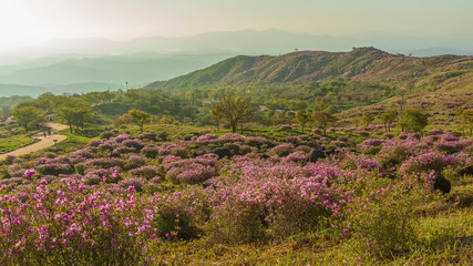 Morning scenery in the mountains where azaleas bloom beautifully
