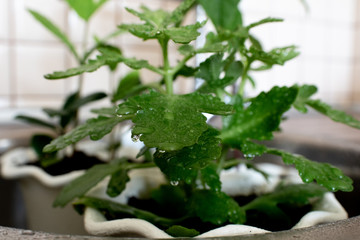 Young girl spraying water on houseplants in the kitchen in the sink. Watering houseplant. The concept of home gardening.