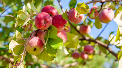Ripe juicy apples on a branch surrounded by green foliage against a blue sky