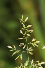 isolierter grashalm der freigestellt wurde