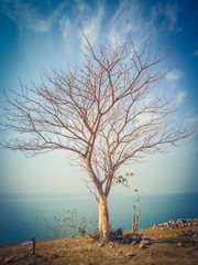 Lonely tree on the shore of the lake