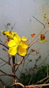 Yellow Apricot Flower Growing Against Wall