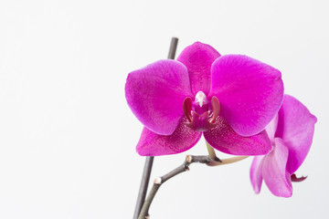 Pinke Orchidee isoliert auf weiß