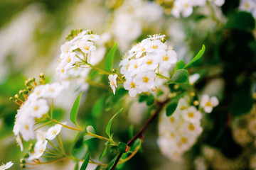 Beautiful white blossoms of alyssum in spring also known as sweet alison blooming.