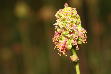 freigestellte blühende blüten einer wiesenpflanze 
