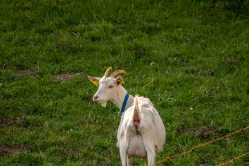 Obraz na płótnie Canvas White domestic goat in the fence