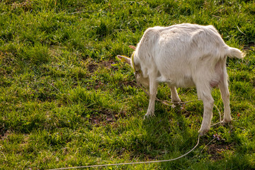 White domestic goat feeding on the field