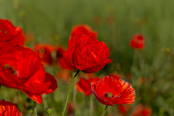 Flowers red poppies bloom in wild field. Beautiful field of red poppies with highlighted focus. Soft light. Toning. Creative Creative Processing Natural Background