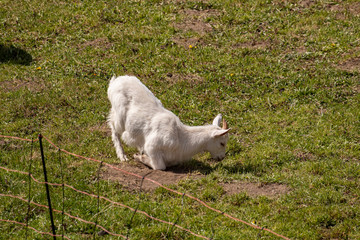 Domestic goat feeding on the field
