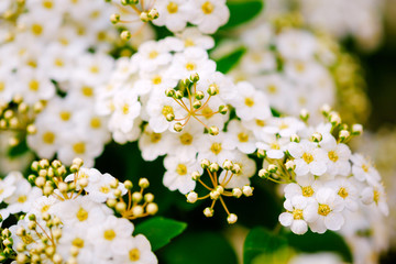 Beautiful white blossoms of alyssum in spring also known as sweet alison blooming.