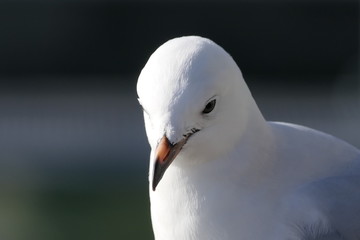 Gull head, close-up of the elegant and majestic seabird seagull